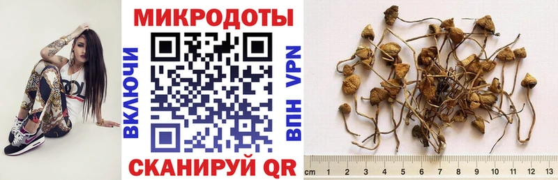 купить   Новохопёрск  darknet наркотические препараты  Псилоцибиновые грибы Psilocybine cubensis 
